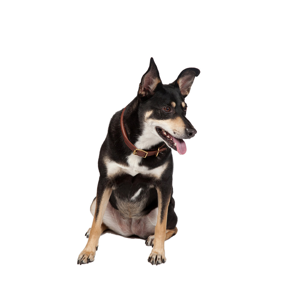 MR_Gnora-+-Dog-Collar---Medium_1